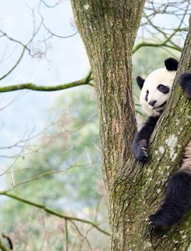 Giant panda, Chengdu