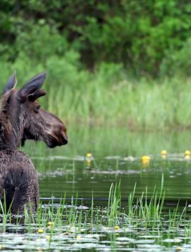 Algonquin Provincial Park