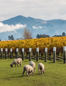 Sheep grazing a vineyard in Blenheim