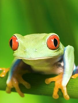 Red-eyed tree frog, Costa Rica