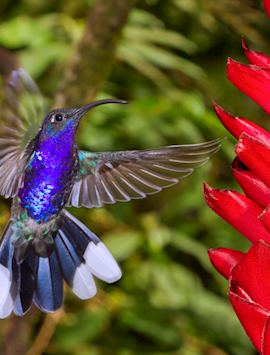 Hummingbird, Costa Rica