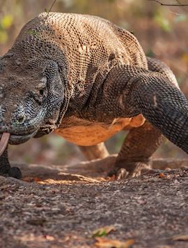 Komodo Dragon, Komodo