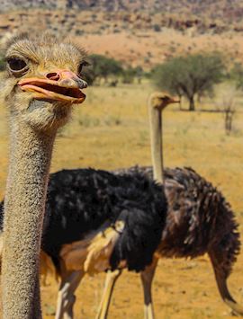 Ostriches in the Namib desert 