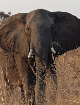 Hwange National Park, Hwange National Park