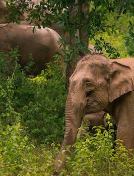 Kui Buri National Park