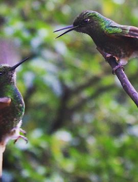 Cocora Valley hummingbirds