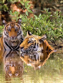 A mother tiger with her adolescent cub in Bandhavgarh National Park