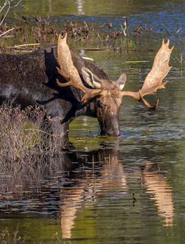 Moose, Algonquin Provincial Park