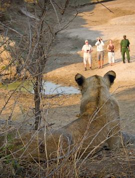 Lion views his kingdom, South Luangwa National Park