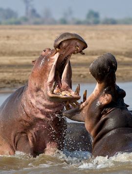 Territorial Hippos, South Luangwa National Park