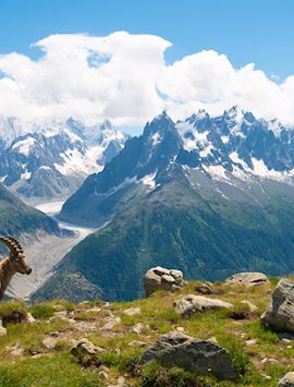 Mountain goat relaxing, Chamonix