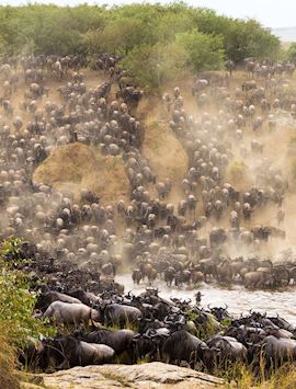 Wildebeest cross the Mara River during their Great Migration
