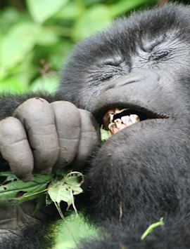 Gorilla eating a nettle