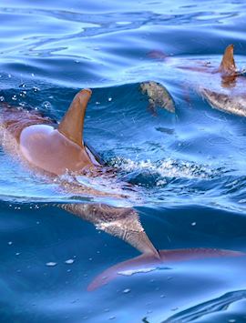 Spinner Dolphins