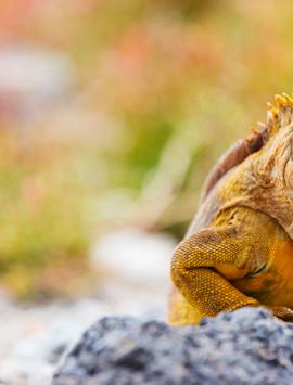 Land iguana, Galápagos Islands