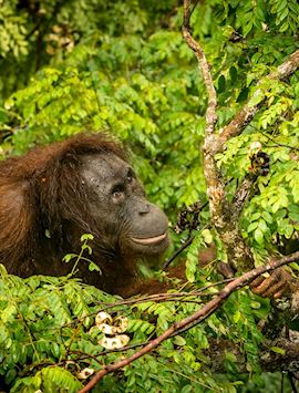 Orangutan in the canopy