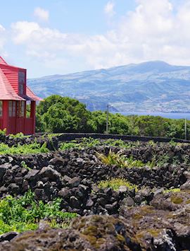 Vineyards, Pico