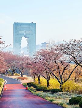 Gyeongju in the cherry blossom