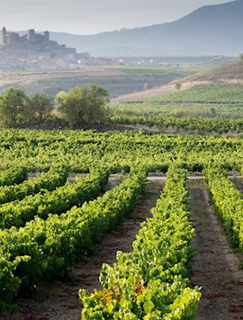 Vineyard, La Rioja