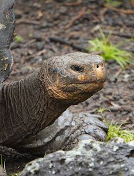 Giant tortoise, Galapagos Islands