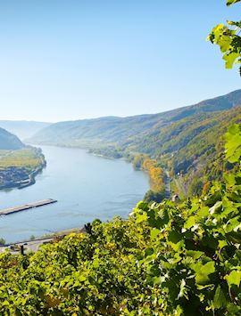 Views of the Danube River through Wachau vineyards