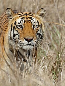 Tiger in the grass at Kanha National Park