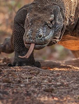 Komodo dragon in Indonesia