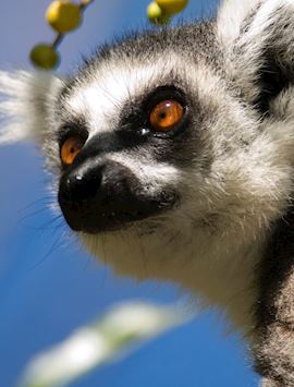 Ring tailed lemur, Madagascar