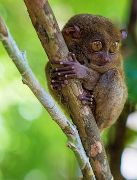 Tarsier, Bohol