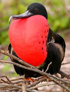 Frigate bird in the Galapagos