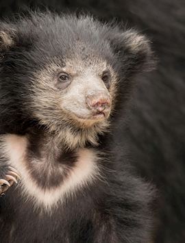 Sloth bear cub