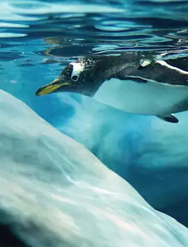 Gentoo penguin in Antarctica