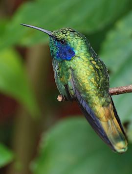 Hummingbird in Monteverde Cloud Forest Biological Preserve