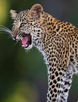 Leopard cub in South Luangwa National Park