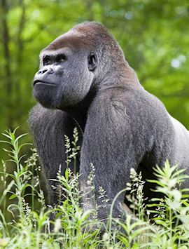 Silverback gorilla in Uganda