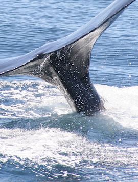 Humpback whale, Baja California, Mexico