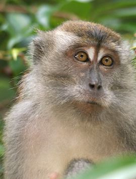 Crab-eating macaque in Sabah