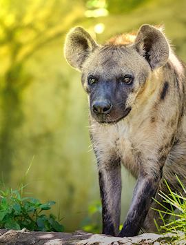 Spotted hyena in Zambia