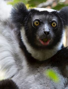 Indri in eastern Madagascar