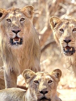 Lions in Sasan Gir National Park