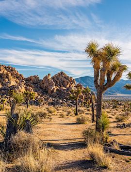 Joshua Tree National Park