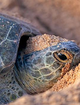 Turtle nesting at Ras Al Jinz