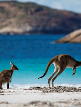 Kangaroos at Lucky Bay, Cape Le Grand National Park