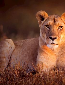 Lioness in the Masai Mara, Kenya