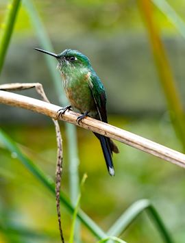 Hummingbird in the Cocora Valley