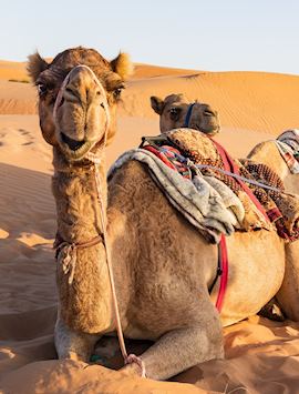 Camels in Wahiba Sands