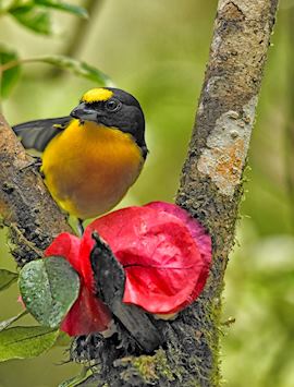 Yellow-throated euphonia, Panama