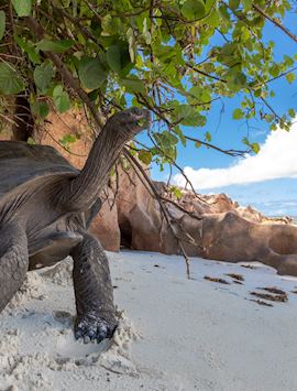 Aldabra tortoise, La Digue
