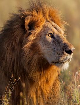 Lion, Serengeti National Park