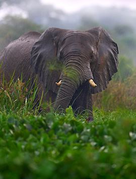 Elephant in Murchison Falls National Park